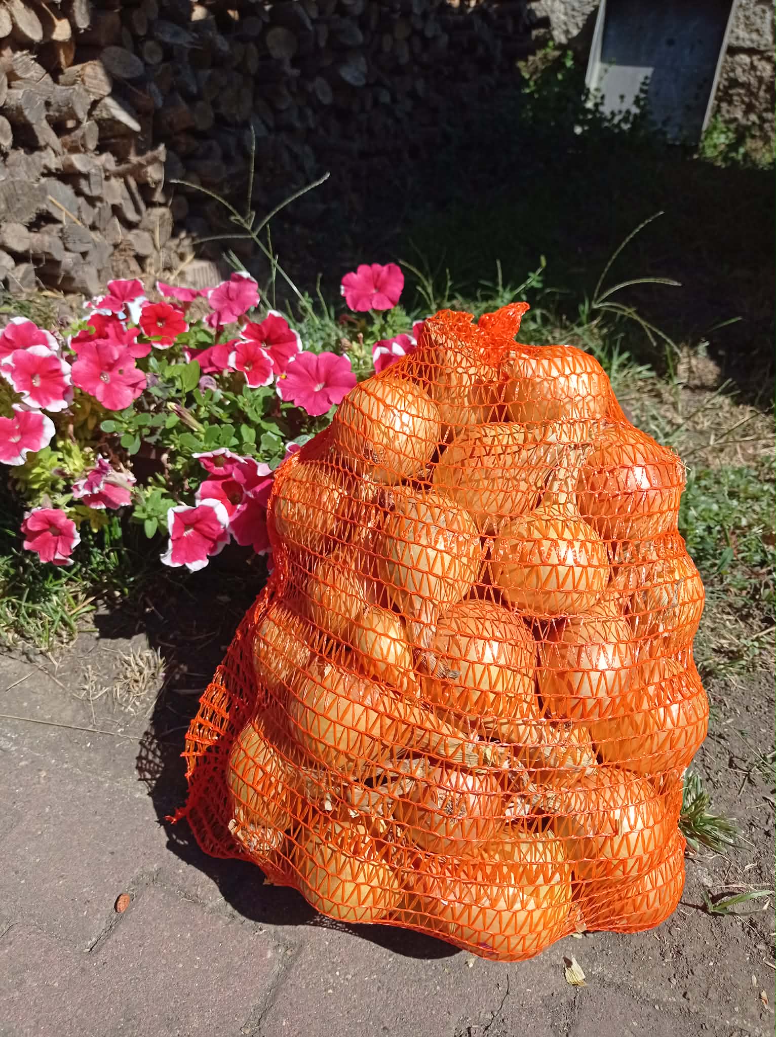 Bio vöröshagyma 5 kg/zsák