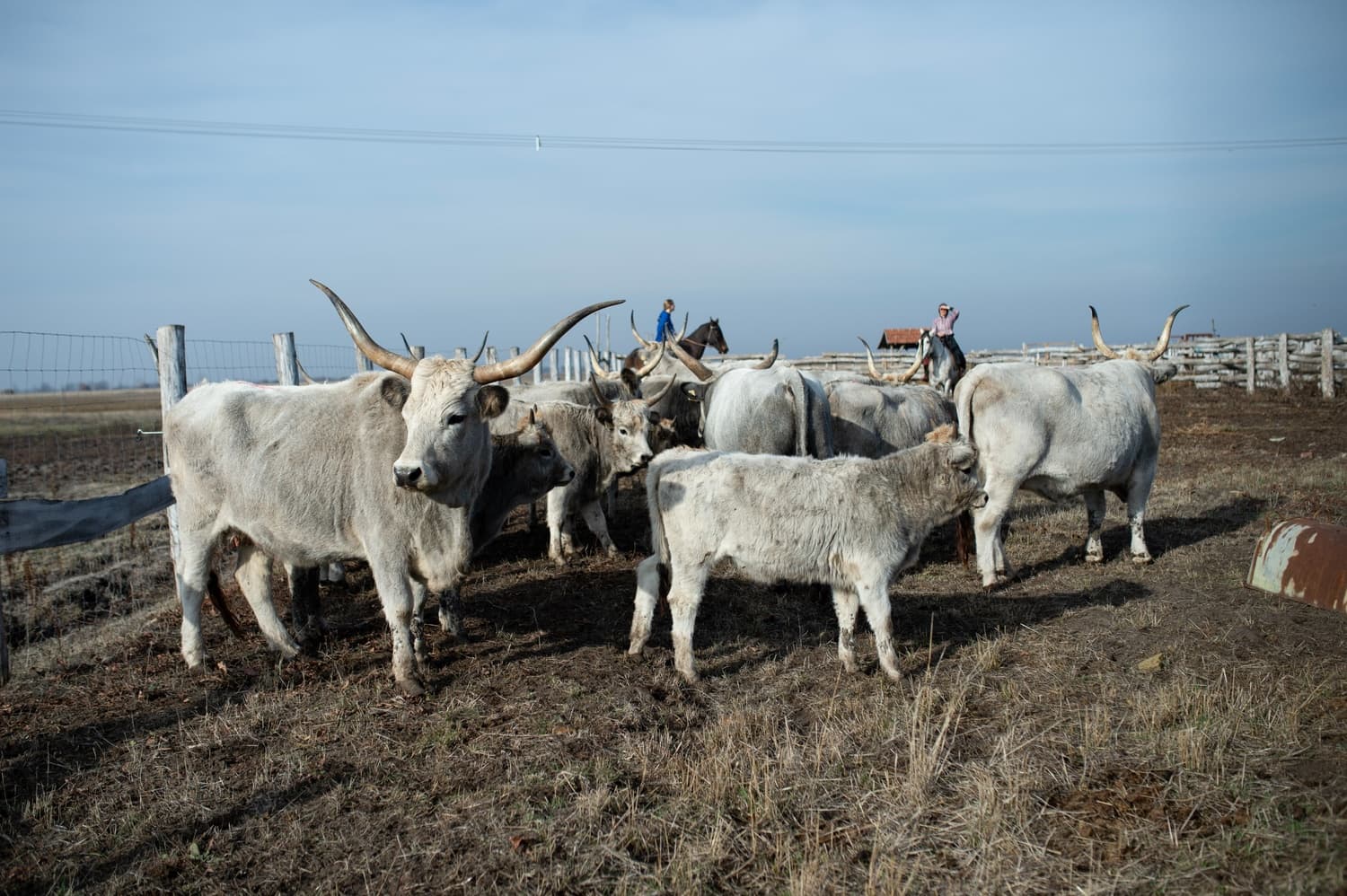 Bio legeltetésű szürkemarha hús - 4