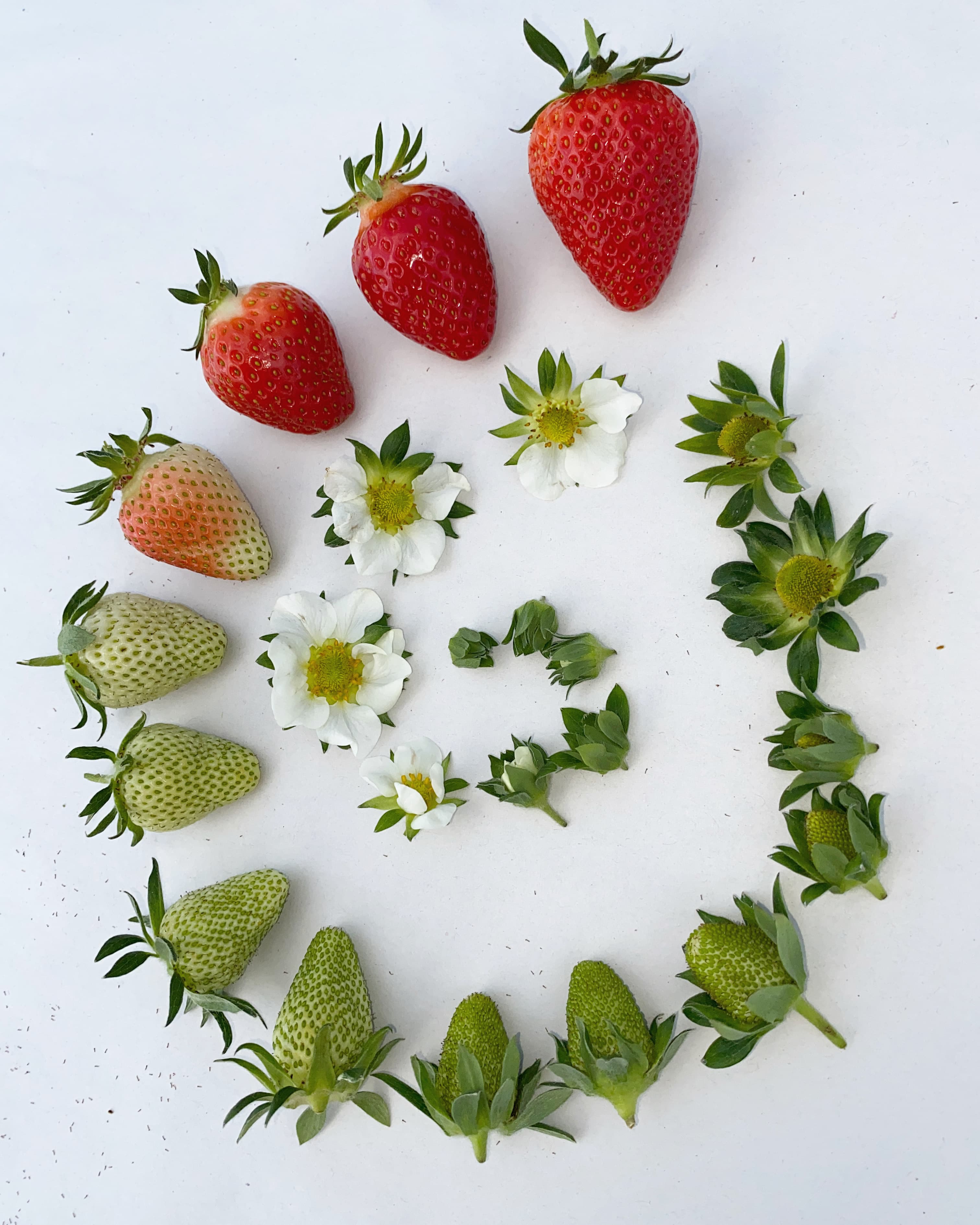 Szamóca (földieper) - 5