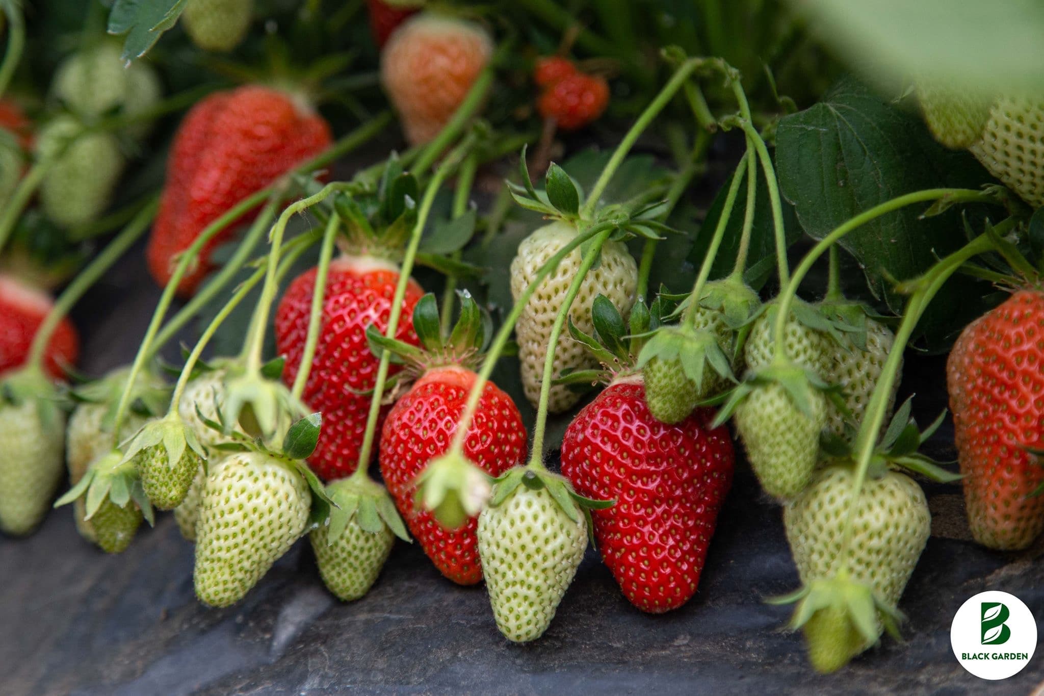 Szamóca (földieper) - 1