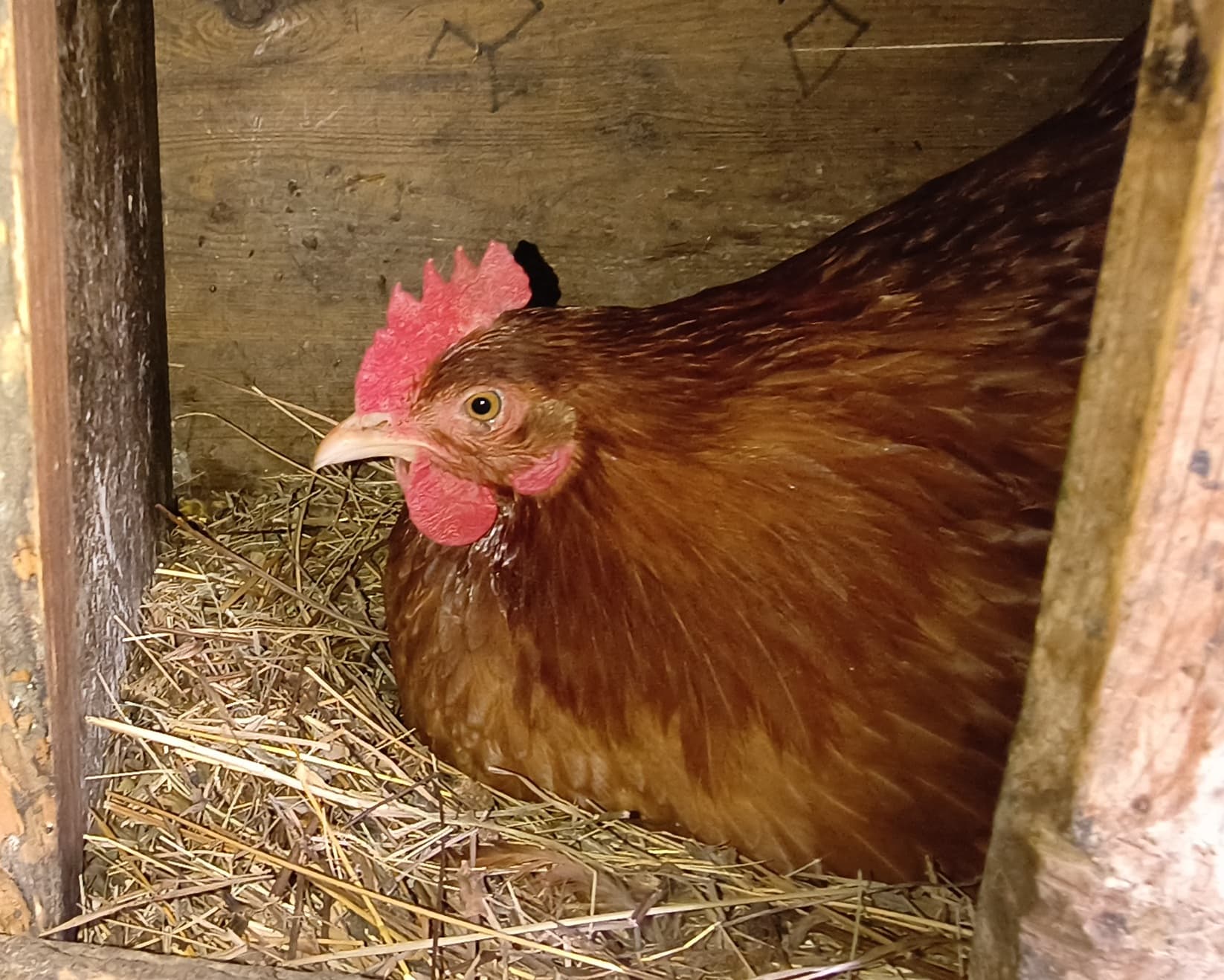 Tojás - 2 db legeltetett, bio takarmányos tyúk bérlet - TÁMOGATOTT