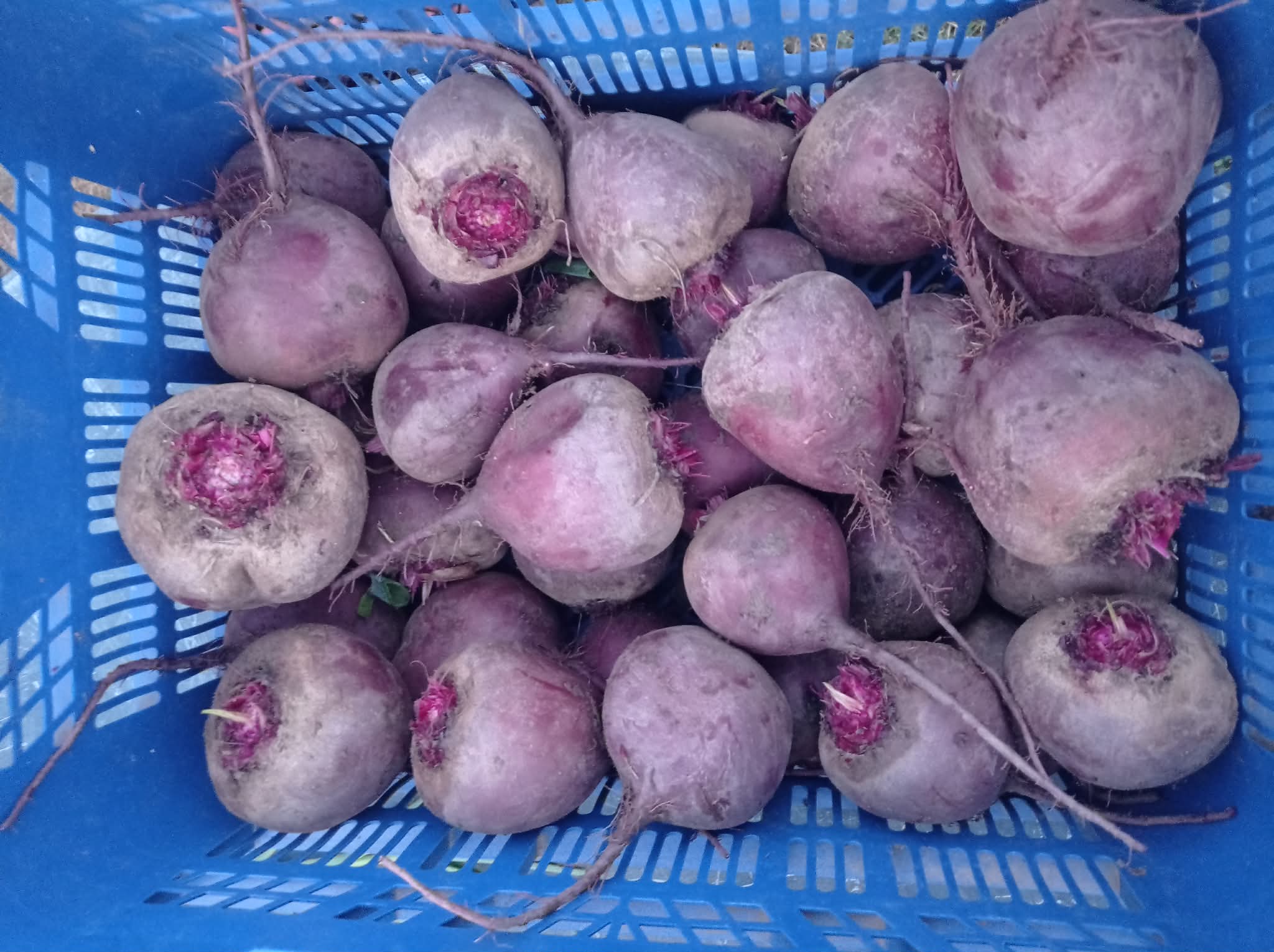 Bio cékla 10 kg/zs - 2