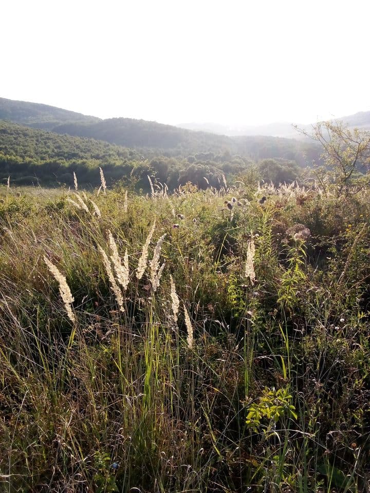 Vadrózsa Organikus Kert borítókép