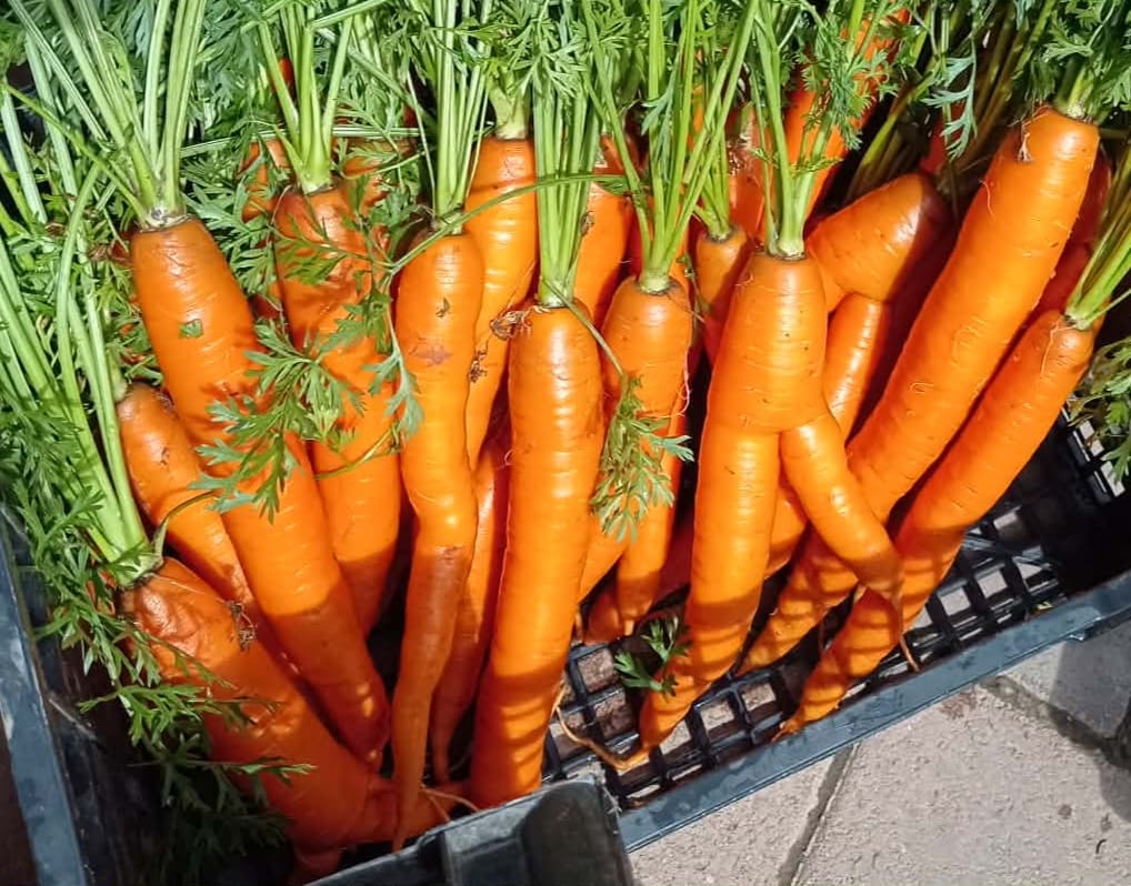 Bio sárgarépa 1 kg